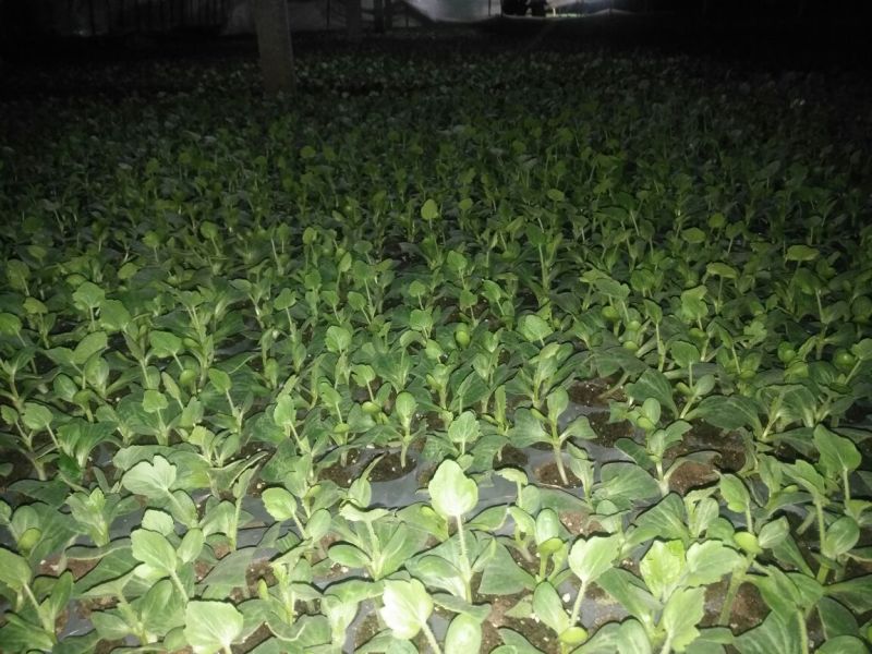 8424西瓜苗35天抗重茬抗病性强