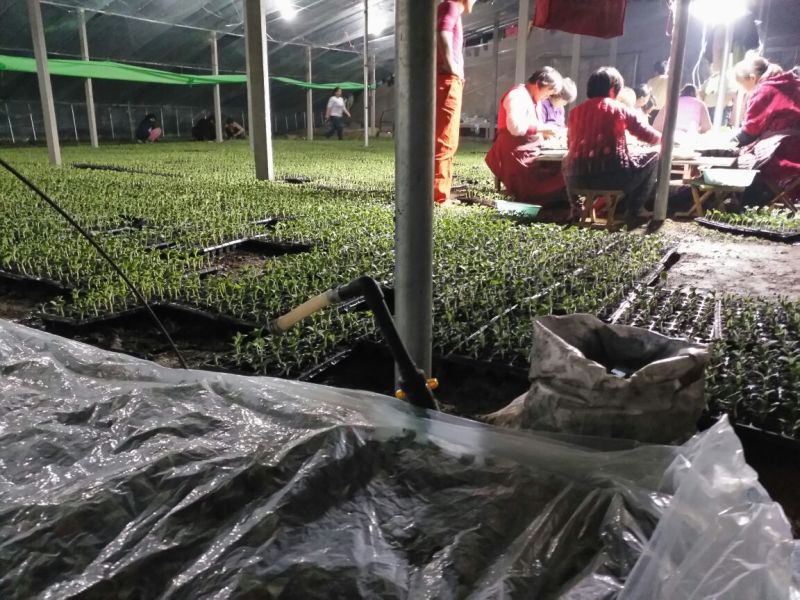 8424西瓜苗35天抗重茬抗病性强