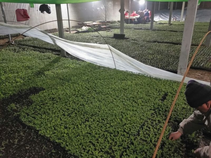 8424西瓜苗35天抗重茬抗病性强