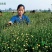 珍珠菊花茶一级