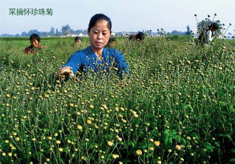 珍珠菊花茶一级