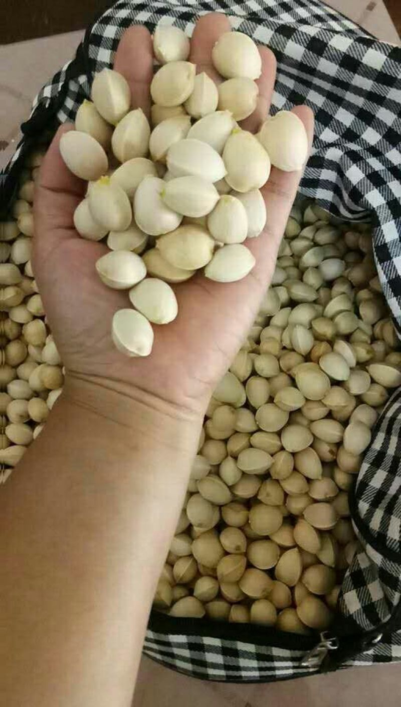 银杏果