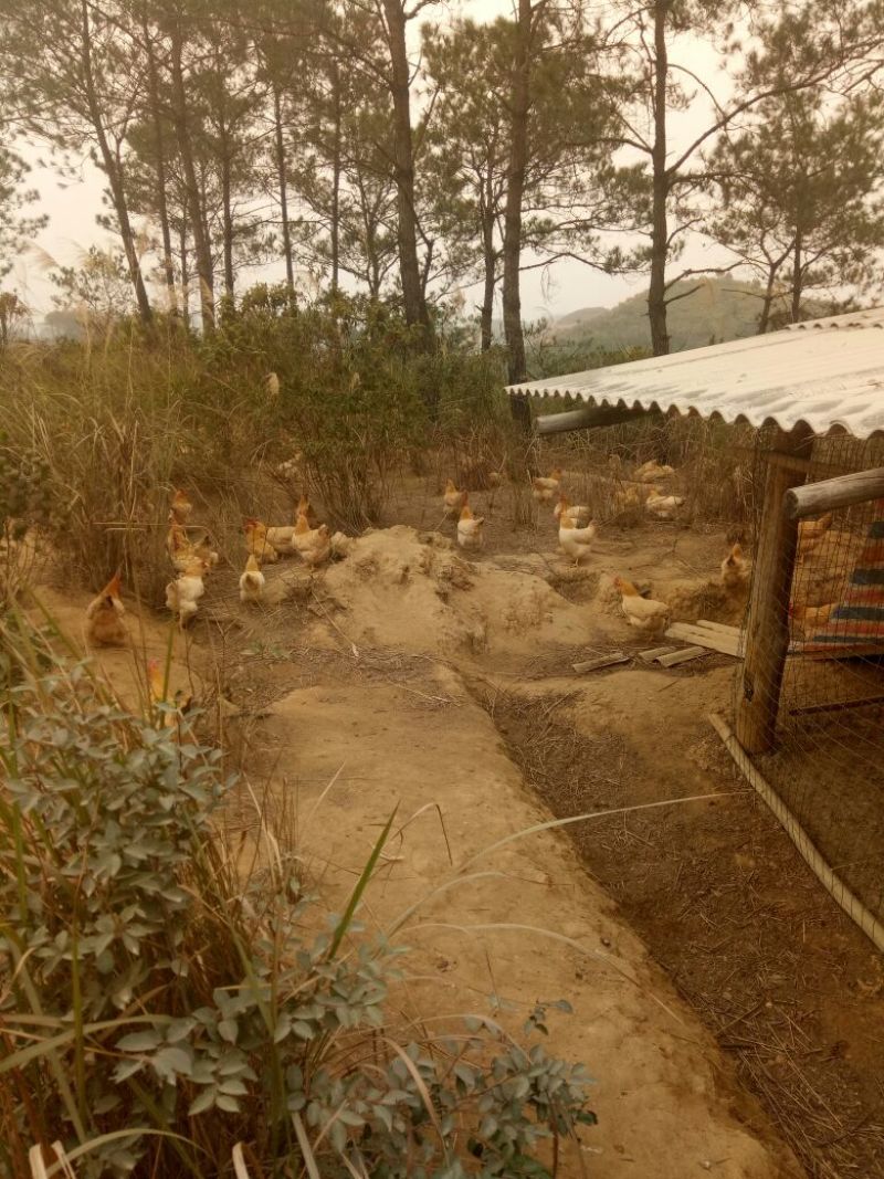 走地鸡3~4斤散养土鸡