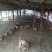 走地鸡3~4斤散养土鸡