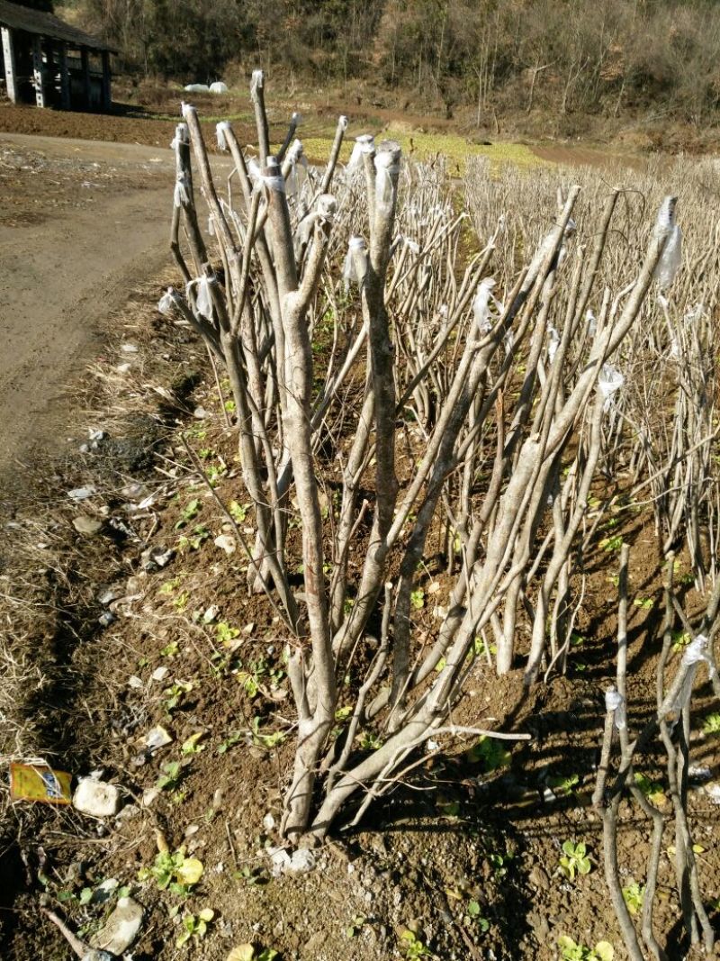 映山红树桩5cm以下