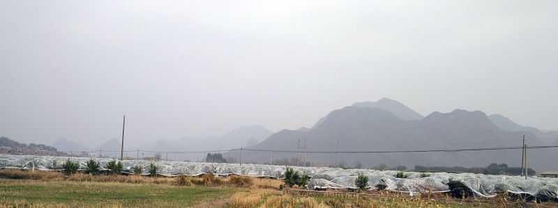 沙糖桔3.5~4.5cm一级