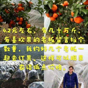 沙糖桔3.5~4.5cm一级
