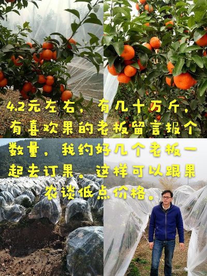 沙糖桔3.5~4.5cm一级