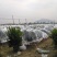 沙糖桔3.5~4.5cm一级
