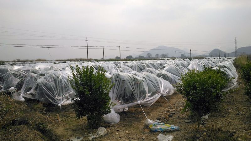 沙糖桔3.5~4.5cm一级