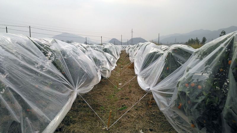 沙糖桔3.5~4.5cm一级