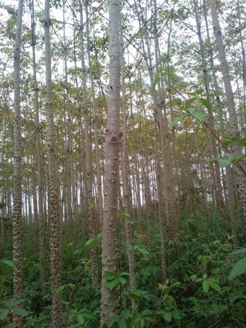 美丽异木棉4~6cm3~3.5m