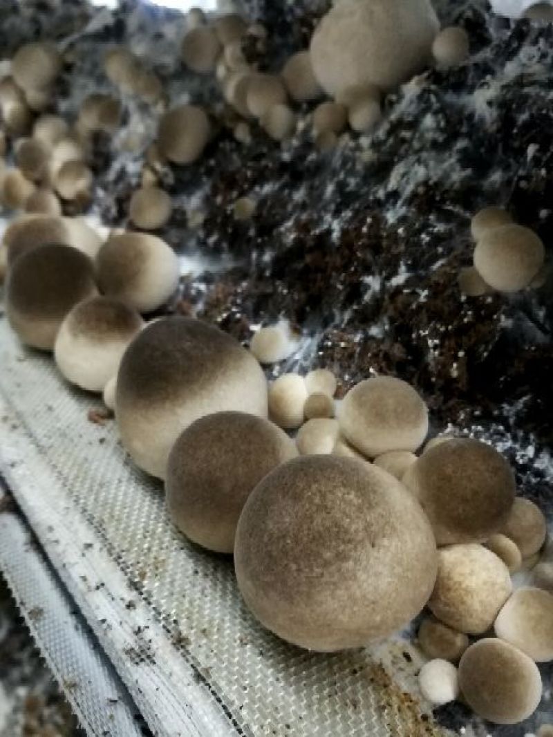 鲜草菇92%一级