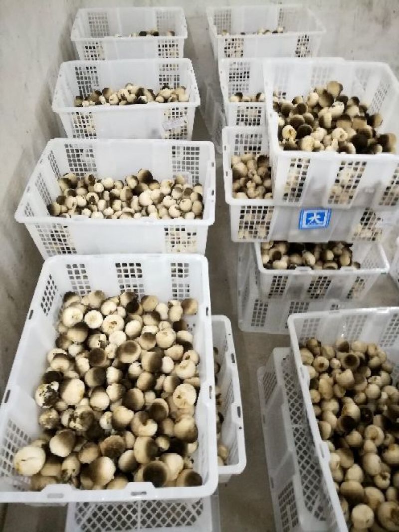 鲜草菇92%一级