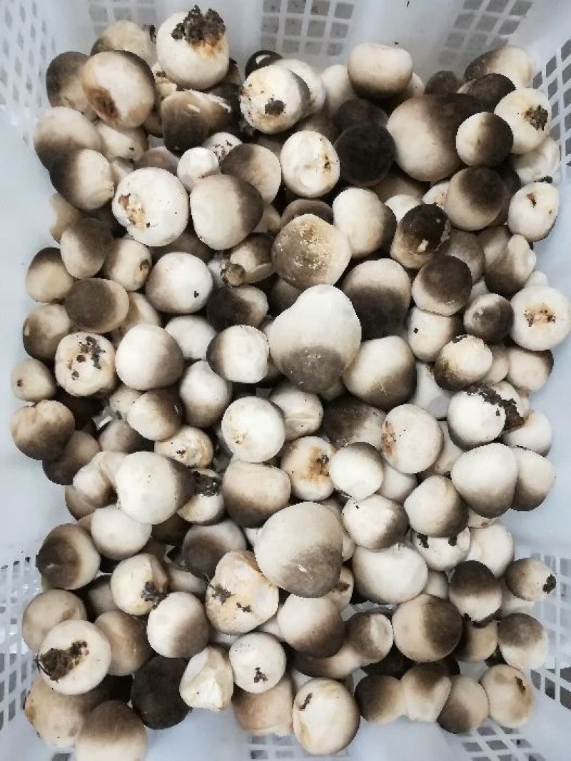 鲜草菇92%一级
