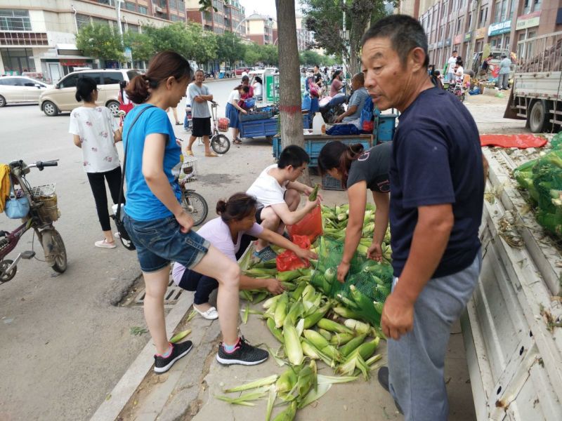 糯玉米20~30%