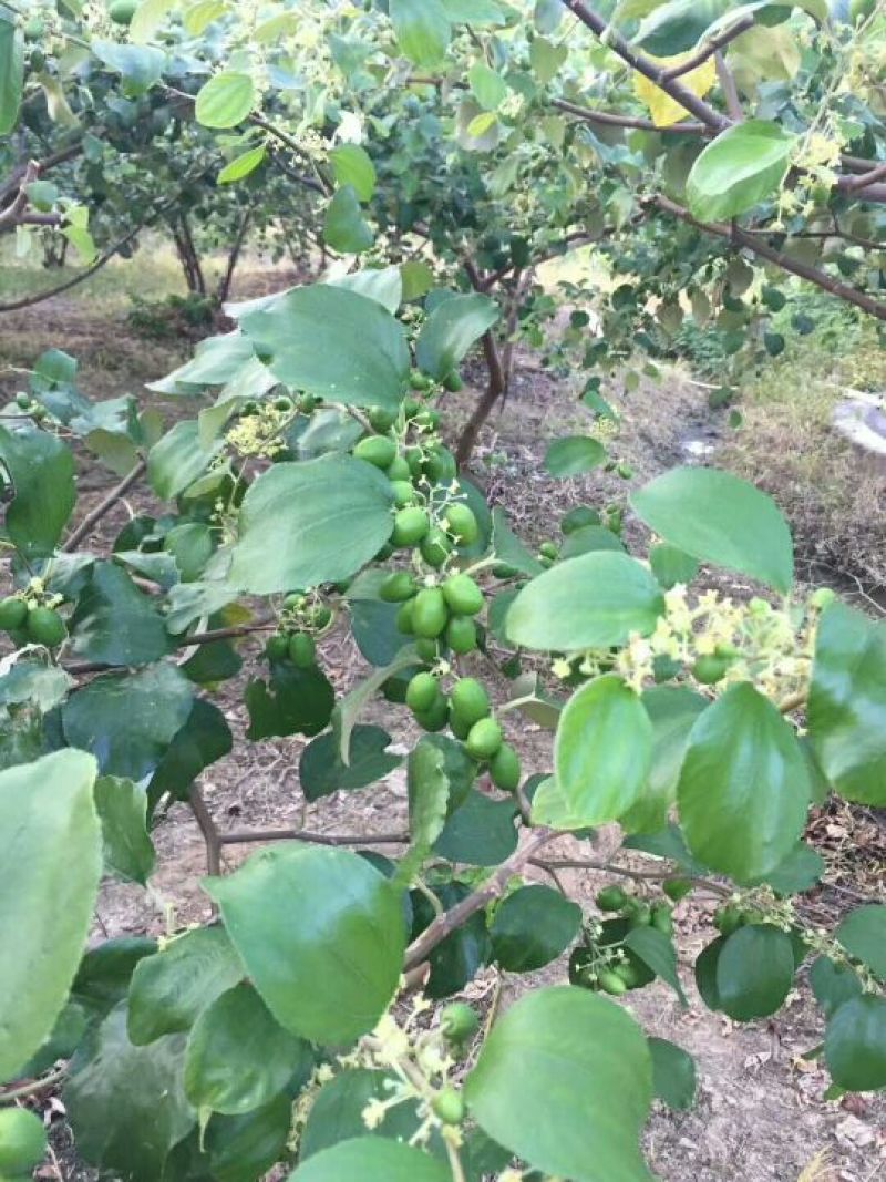 枣树苗50~80cm