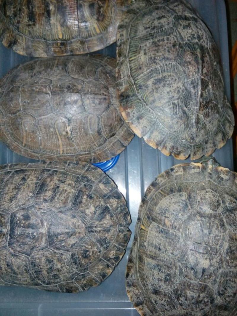 巴西龟1~1.5斤