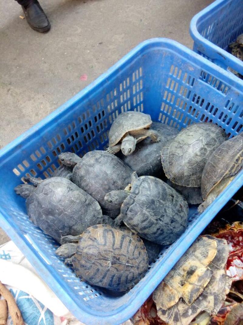 巴西龟1~1.5斤