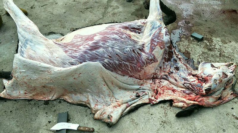 驴肉鲜货