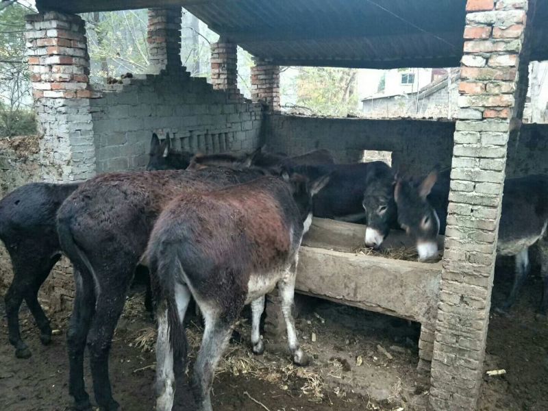 驴肉鲜货