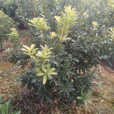 杨梅树111~140cm