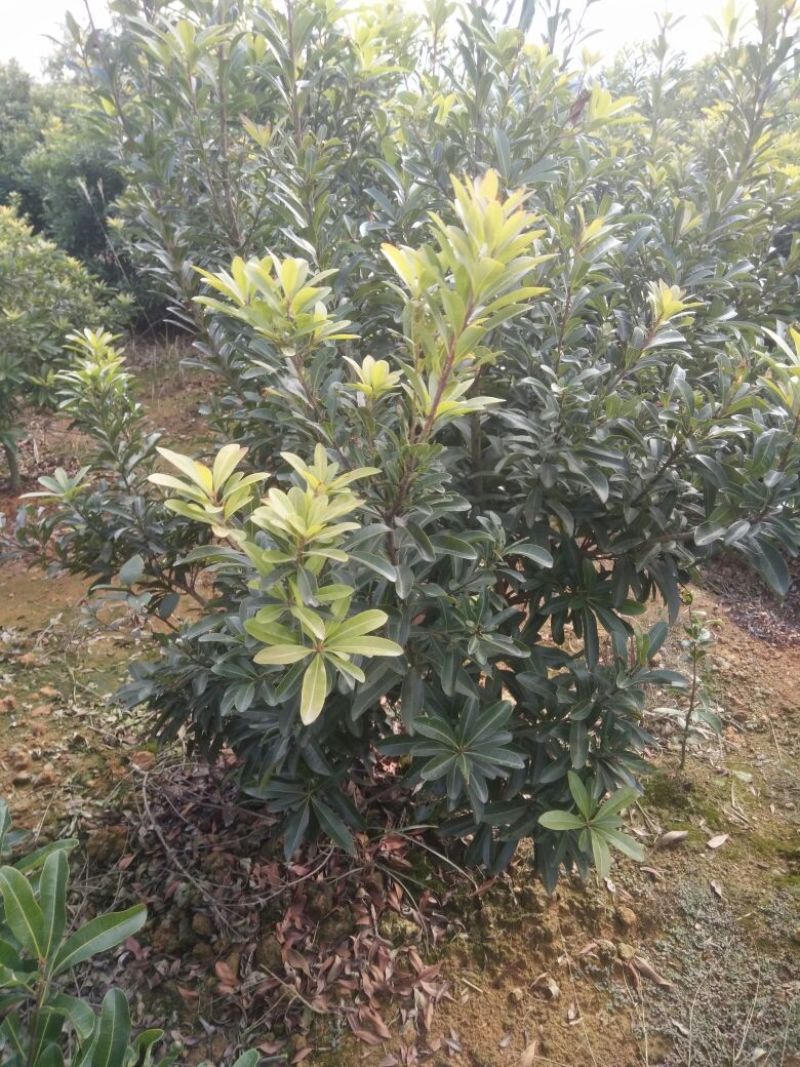 杨梅树111~140cm
