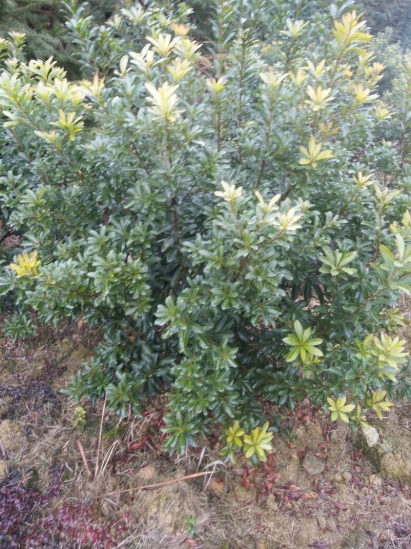 杨梅树111~140cm