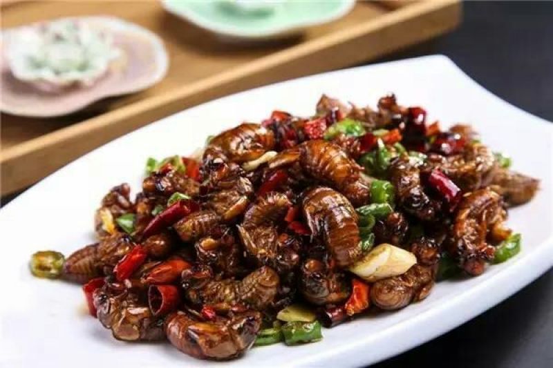 金蝉食用，，，，，，，，
