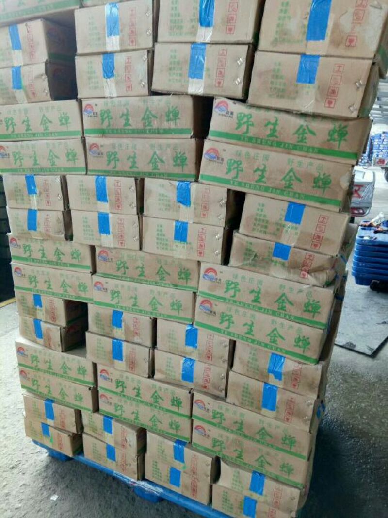 金蝉食用，，，，，，，，