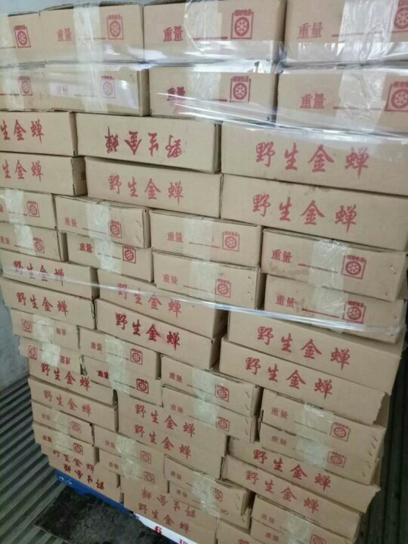 金蝉食用，，，，，，，，
