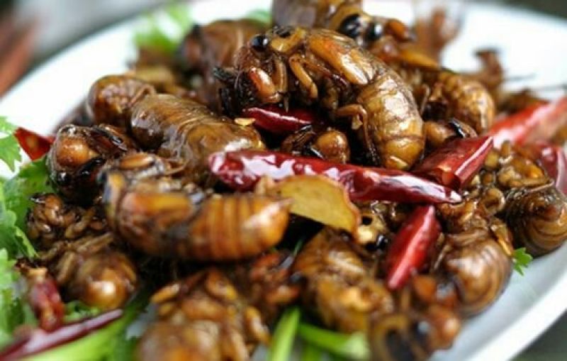 金蝉食用，，，，，，，，