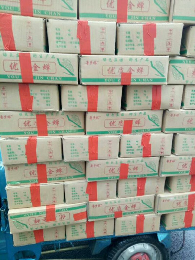 金蝉食用，，，，，，，，
