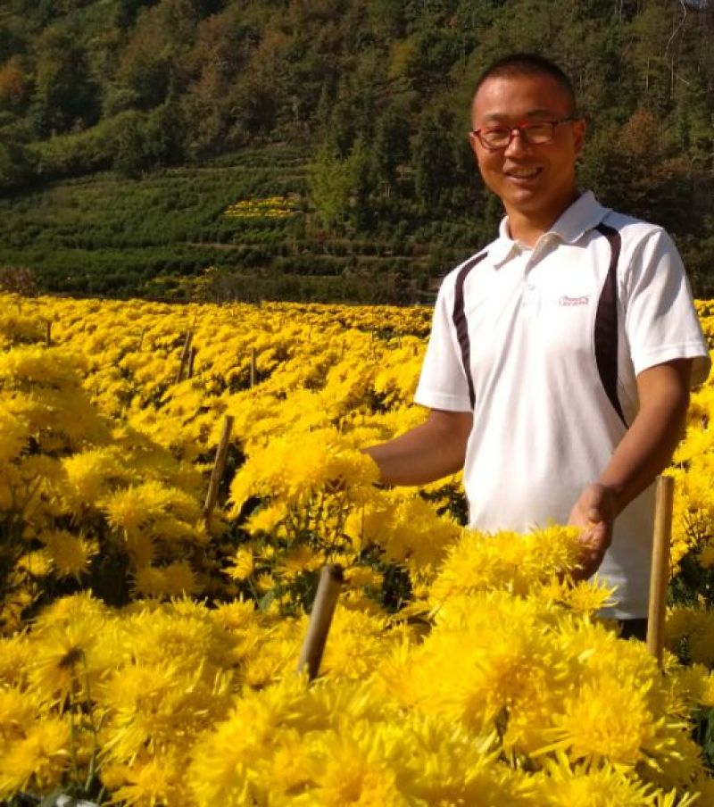 菊花茶特级