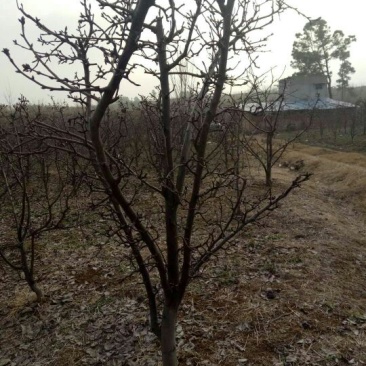 梨树8~10cm2.5~3米