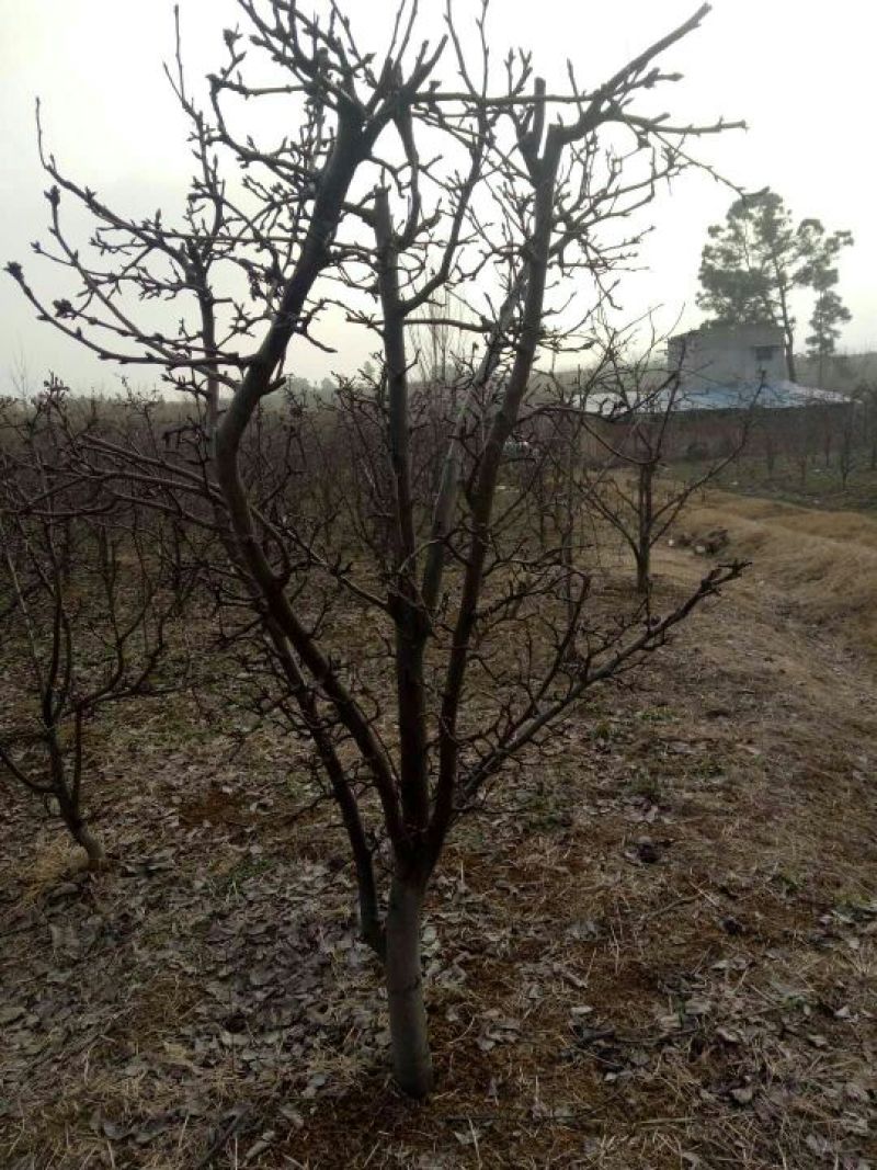 梨树8~10cm2.5~3米