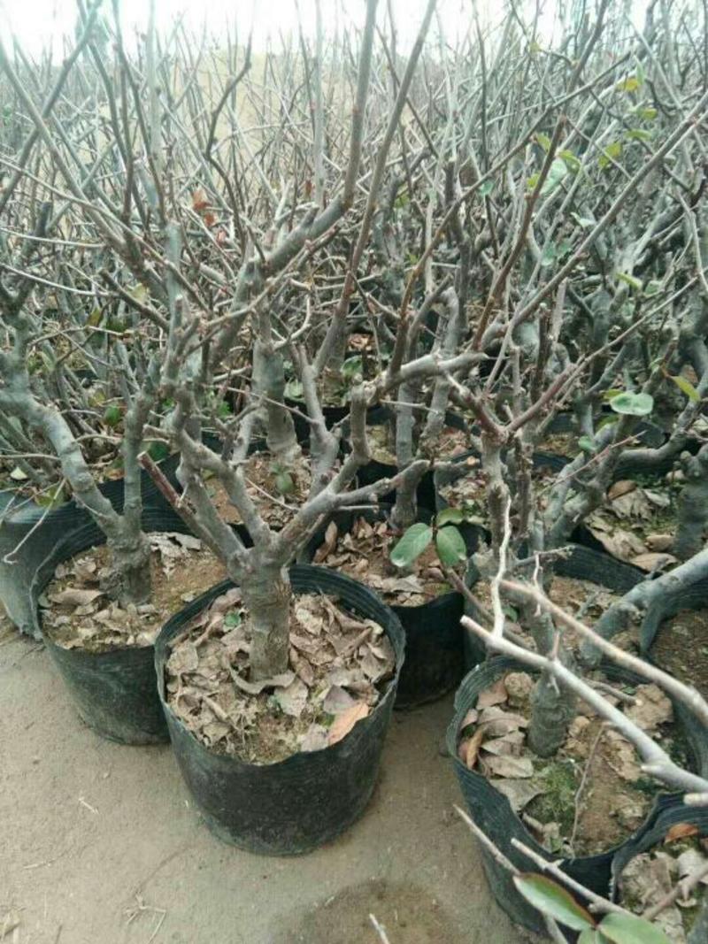 盆栽葡萄50~80cm