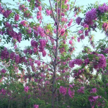 香花槐1~2米6~8cm6~8cm