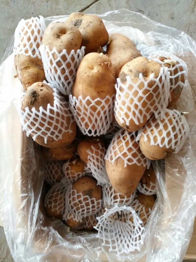 荷兰十五土豆3两以上通货