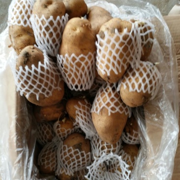 荷兰十五土豆3两以上通货