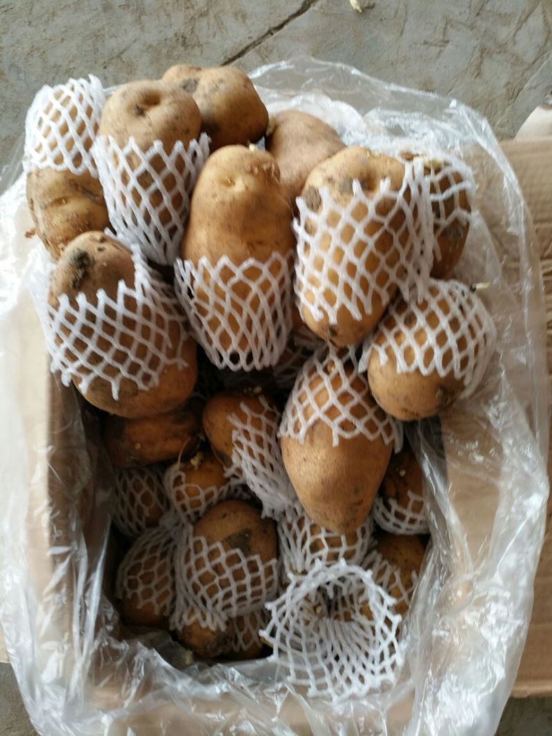 荷兰十五土豆3两以上通货