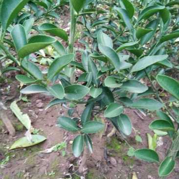 红橘苗(柑桔苗)直播苗，移植苗