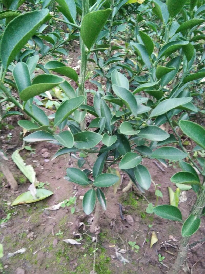 红橘苗(柑桔苗)直播苗，移植苗
