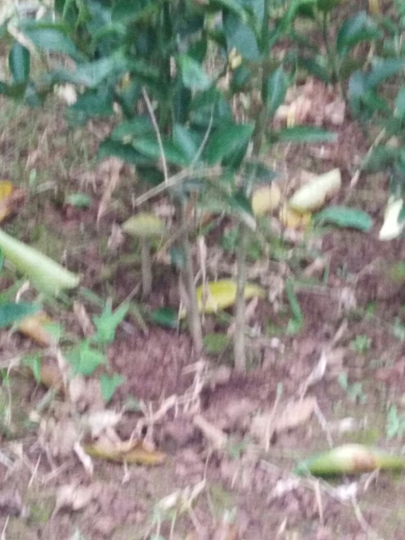 红橘苗(柑桔苗)直播苗，移植苗