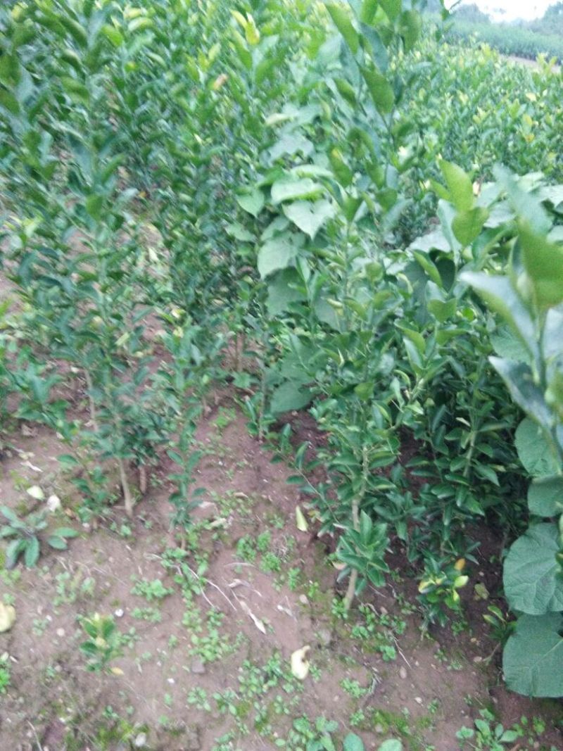 红橘苗(柑桔苗)直播苗，移植苗