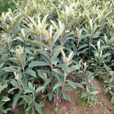大五星枇杷苗嫁接苗，基地直发30~50cm，