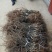 猕猴桃苗嫁接苗0.8~1cm30~35cm