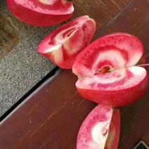 苹果苗苹果树苗红肉苹果树苗红色之恋新150cm以上