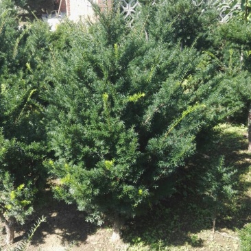 红豆杉实生苗东北红豆杉移植苗冠杉