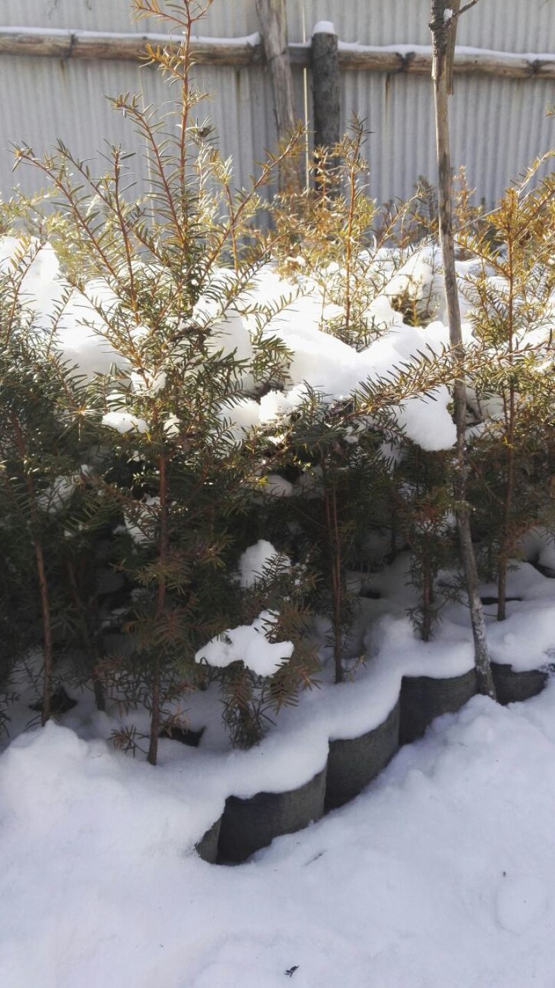红豆杉实生苗东北红豆杉移植苗冠杉